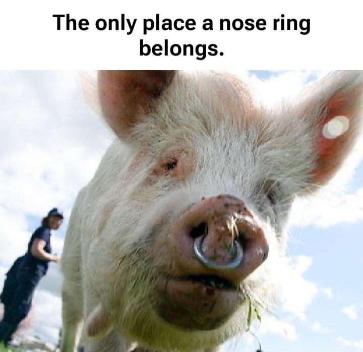 The only place a nose ring belongs.
