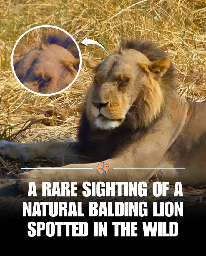 A RARE SIGHTING OF A NATURAL BALDING LION SPOTTED IN THE WILD
