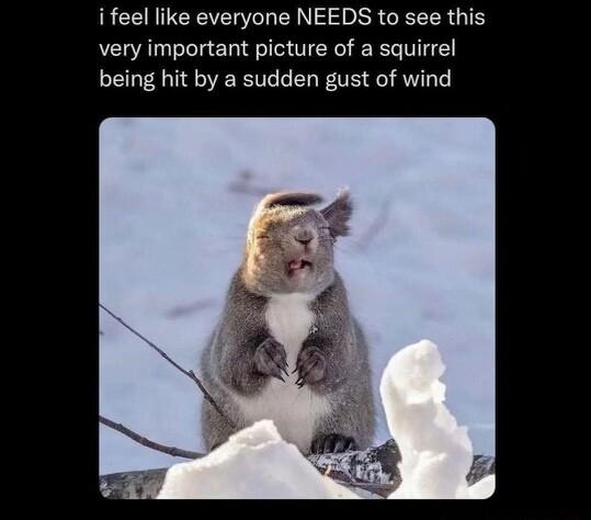 ifeel like everyone NEEDS to see this very important picture of a squirrel being hit by a sudden gust of wind