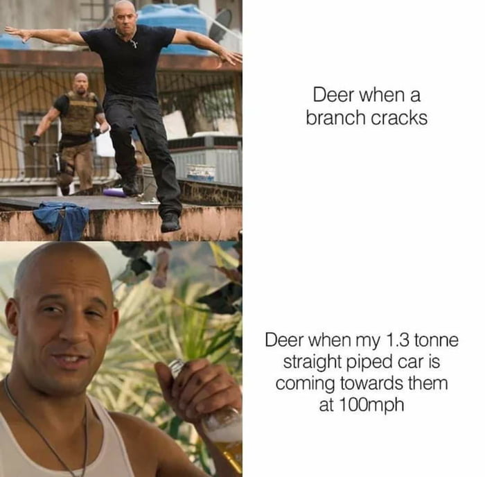 Deer when a branch cracks Deer when my 13 tonne straight piped car is coming towards them at 100mph