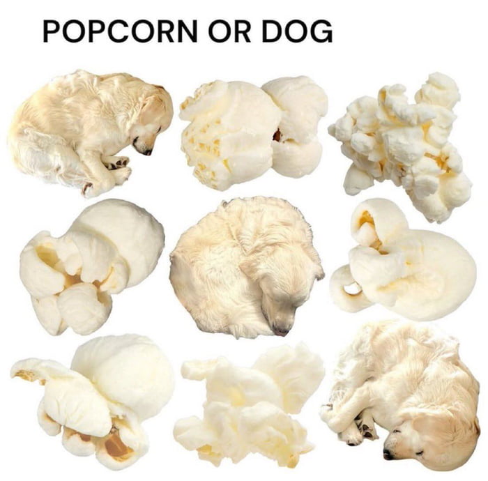 POPCORN OR DOG