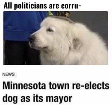 All politicians are corru NEWS Minnesota town re elects dog as its mayor