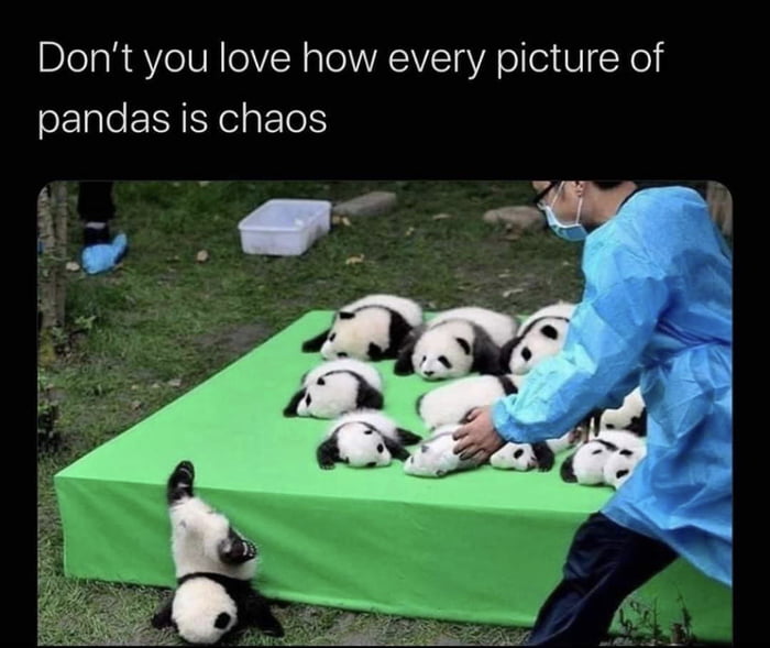 Dont you love how every picture of pandas is chaos