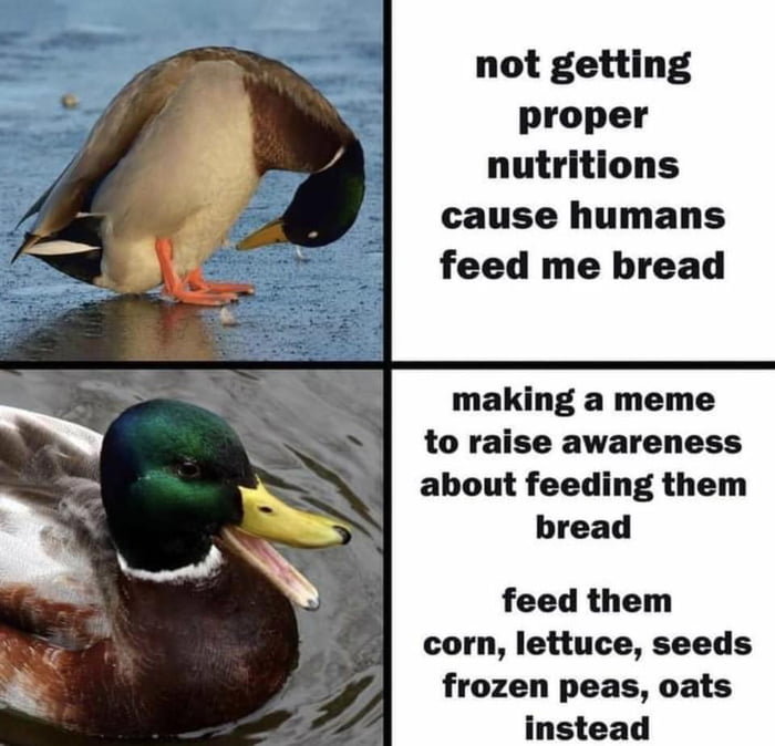 not getting proper nutritions cause humans feed me bread making a meme to raise awareness about feeding them bread feed them corn lettuce seeds frozen peas oats instead