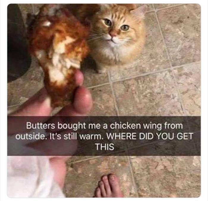 memesiwish Follow ememes i wish i could tag my cat in no bully mode Butters bought me a chicken wing from outside Its still warm WHERE DID YOU GET THIS 143 PM May 20 2022 1307 edpanda