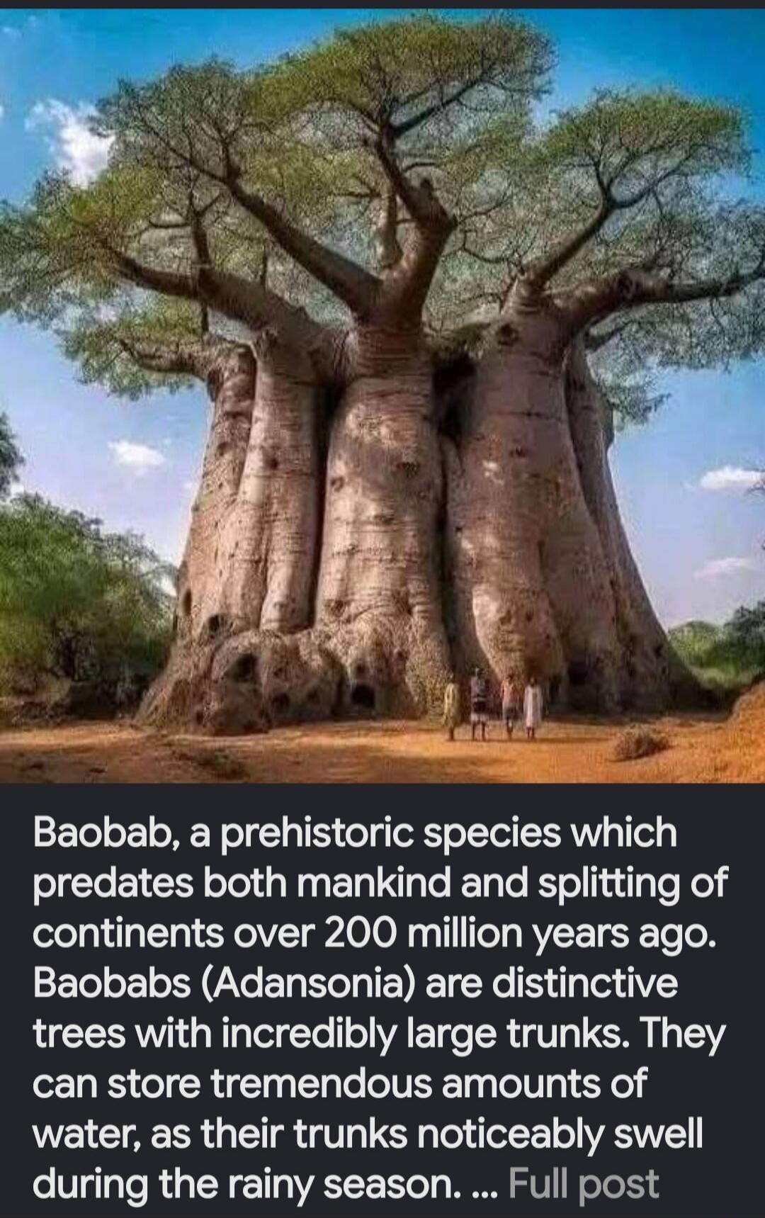 Baobab, a prehistoric species which predates both mankind and splitting of continents over 200 million years ago. Baobabs (Adansonia) are distinctive trees with incredibly large trunks. They can store tremendous amounts of water, as their trunks noticeably swell during the rainy season. ... Full post