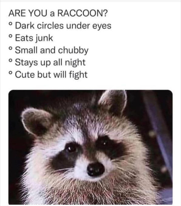 ARE YOU a RACCOON Dark circles under eyes Eats junk Small and chubby Stays up all night Cute but will fight