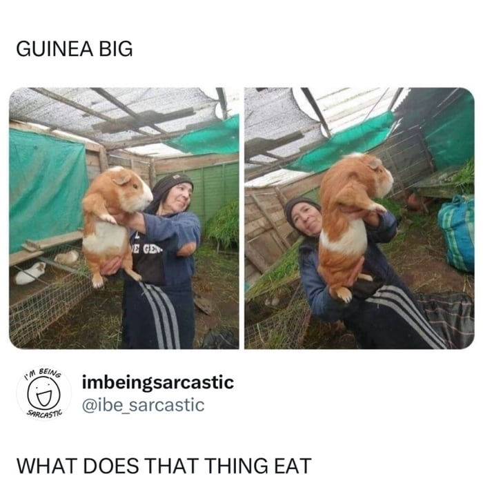 GUINEA BIG imbeingsarcastic @ibe_sarcastic WHAT DOES THAT THING EAT