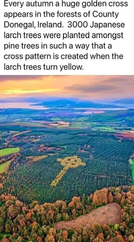 very autumn a huge golden cross appears in the forests of County Donegal Ireland 3000 Japanese larch trees were planted amongst pine trees in such a way that a cross pattern is created when the larch trees turn yellow