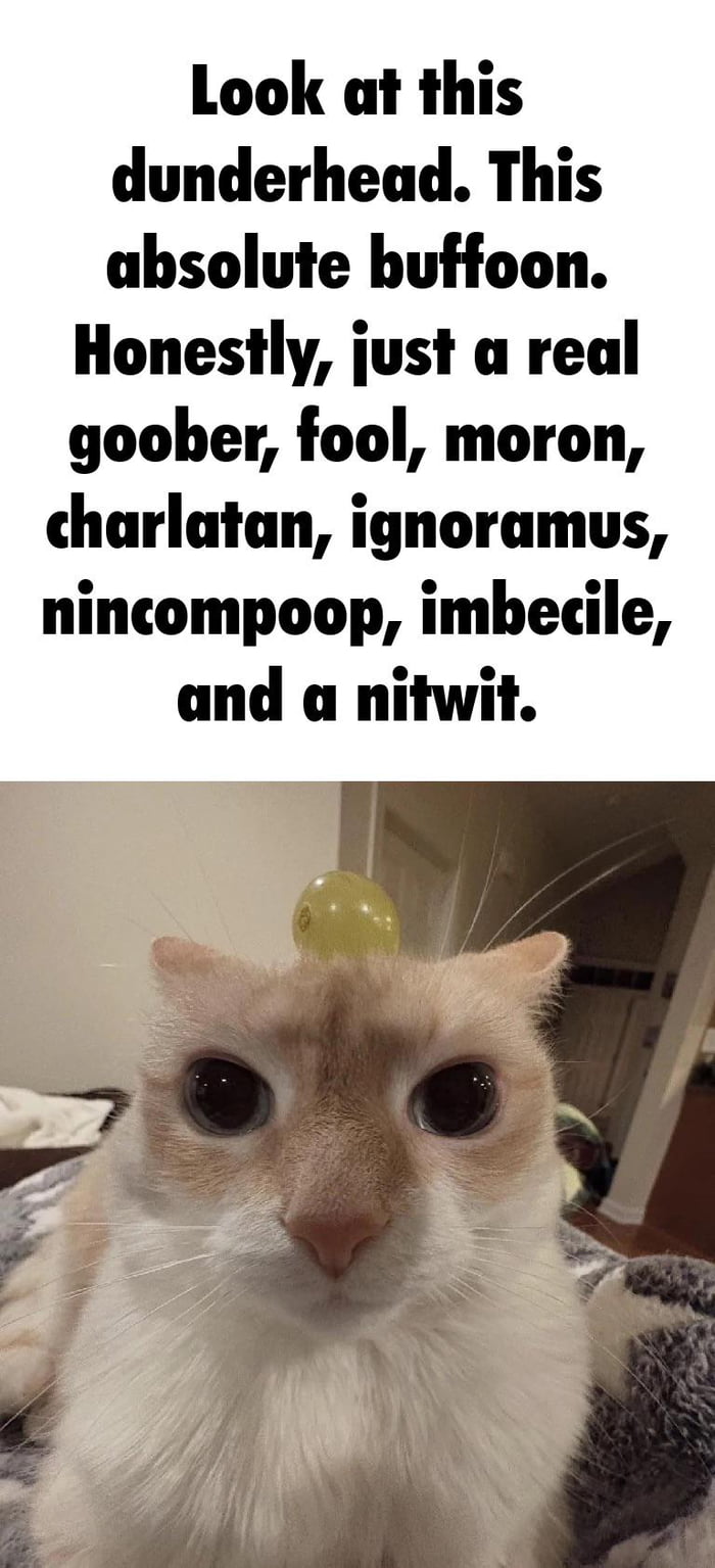 Look at this dunderhead. This absolute buffoon. Honestly, just a real goober, fool, moron, charlatan, ignoramus, nincompoop, imbecile, and a nitwit.