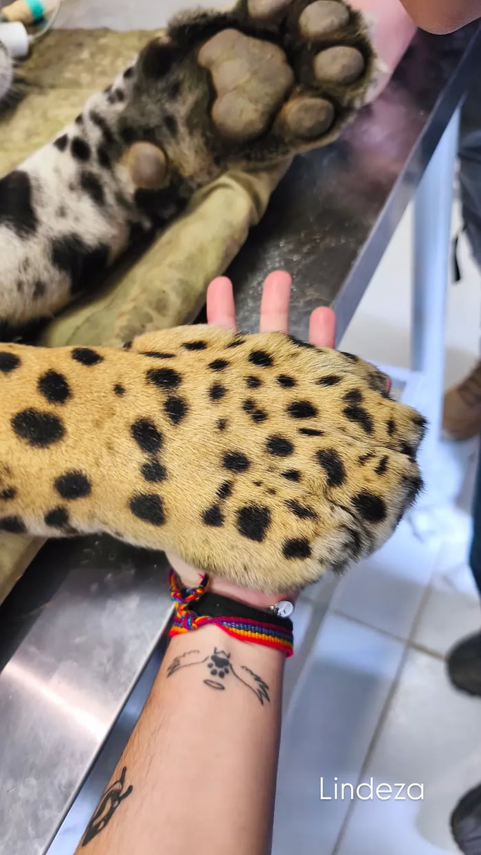 Lindeza
Session ID: 1096518.