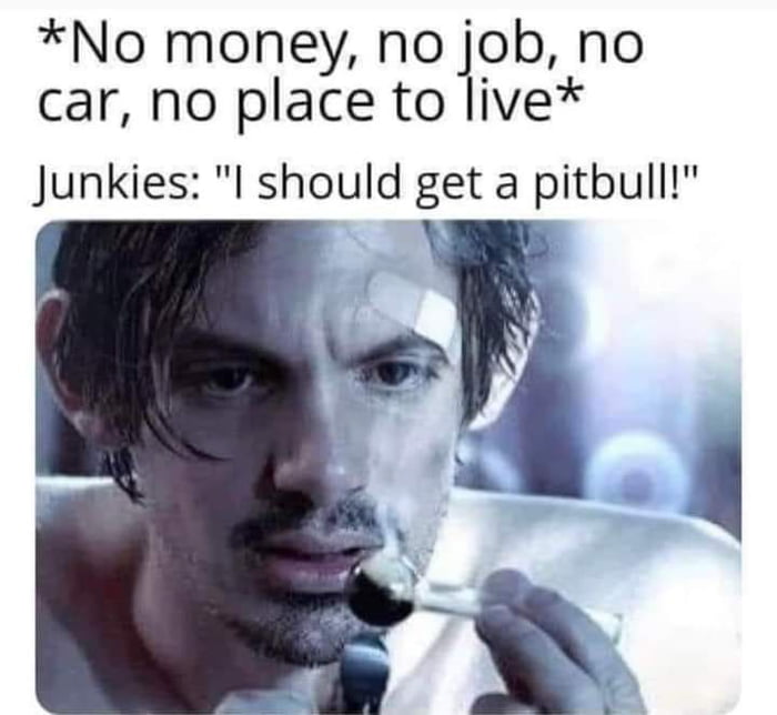 No money noipb no car no place to live Junkies I should get a pitbull A N