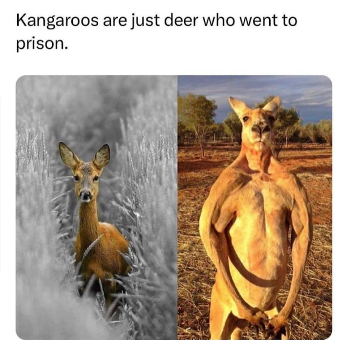 Kangaroos are just deer who went to prison