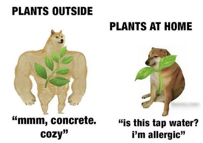 PLANTS OUTSIDE PLANTS AT HOME mmm concrete s this tap water cozy im allergic