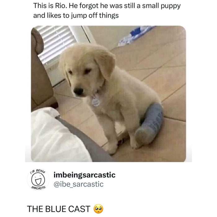 This is Rio. He forgot he was still a small puppy and likes to jump off things. imbeingsarcastic @ibe_sarcastic THE BLUE CAST 🥺