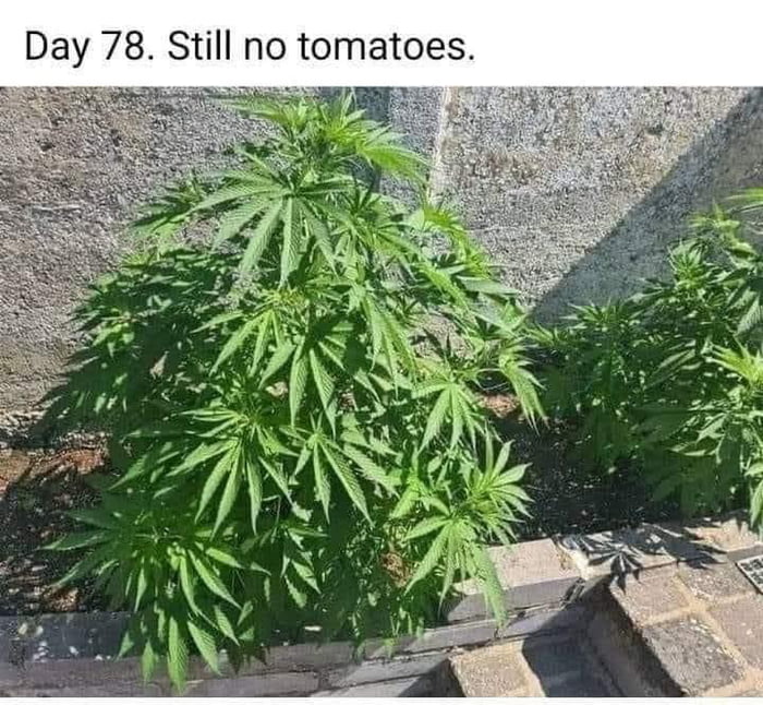 Day 78 Still no tomatoes