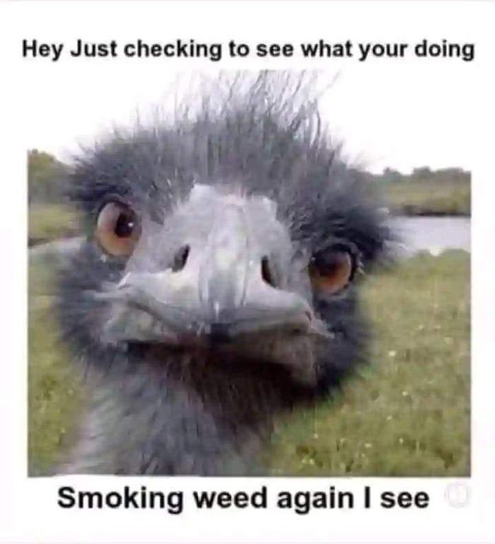 Hey Just checking to see what your doing Smoking weed again see