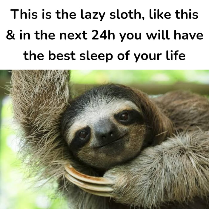This is the lazy sloth like this in the next 24h you will have the best sleep of your life