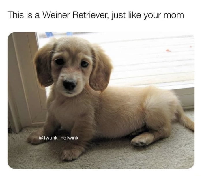 This is a Weiner Retriever just like your mom