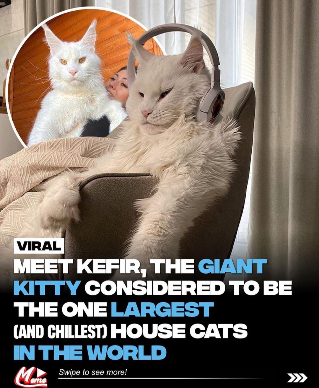 KITTY OONSlIO BE THE ONE LARGEST AND CHILLEST HOUSE CATS INTHE WORLD G B Swipe to see more