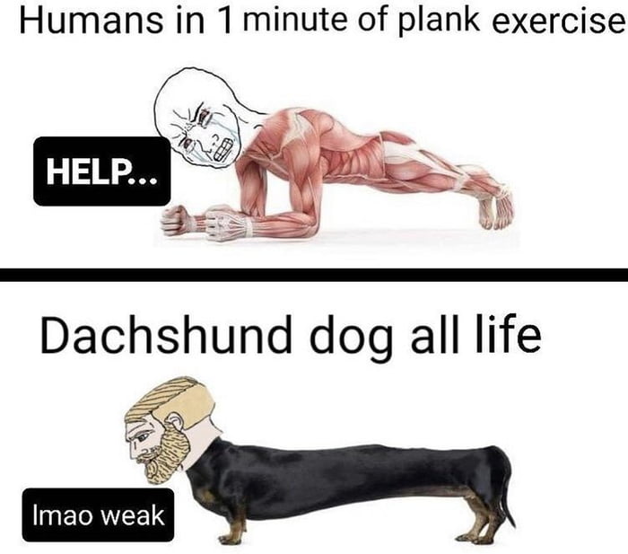 Humans in 1 minute of plank exercise Imao weak