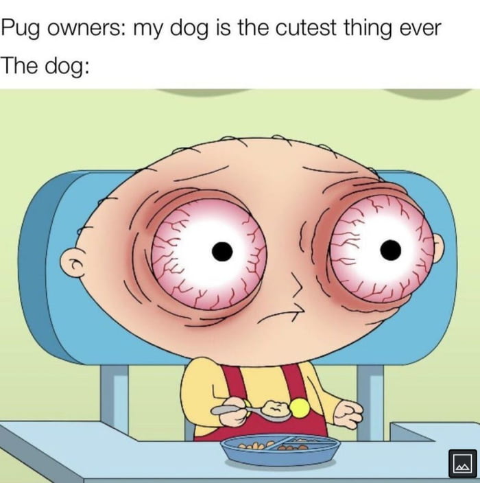 Pug owners my dog is the cutest thing ever The dog