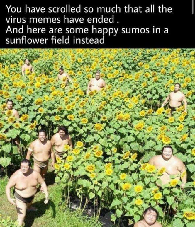 eTVI EV R e go Ye YoMy o 01el s W s 1 A1 IR virus memes have ended And here are some happy sumos in a sunflower field instea