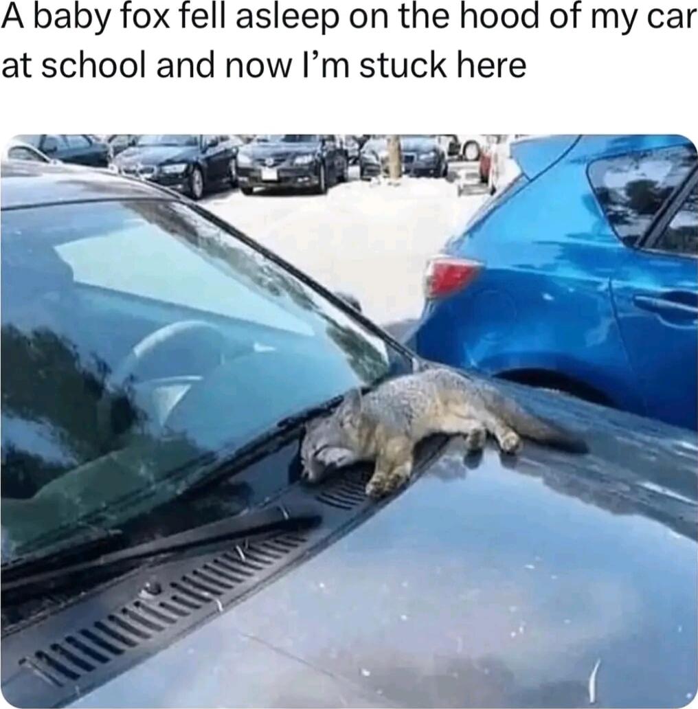 A baby fox fell asleep on the hood of my car at school and now Im stuck here Say A p i