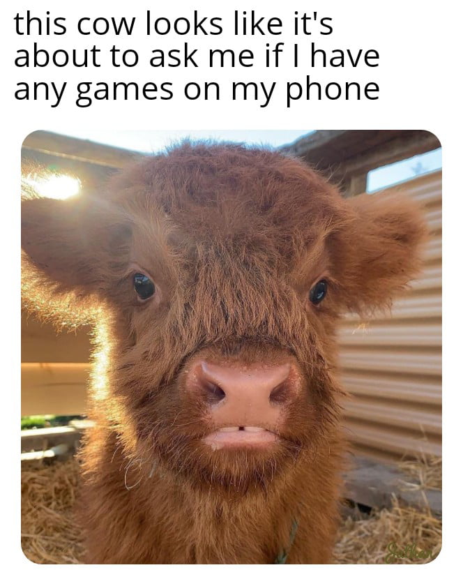 this cow looks like its about to ask me if have any games on my phone