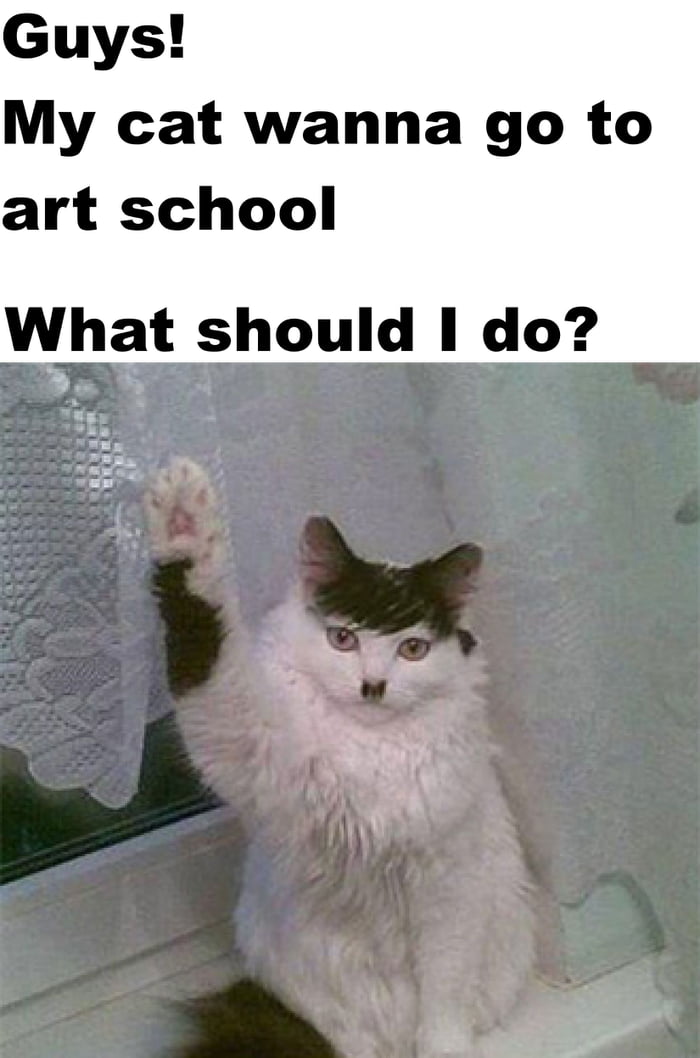 Guys My cat wanna go to art school What shouid 1 do