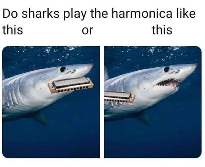 Do sharks play the harmonica like