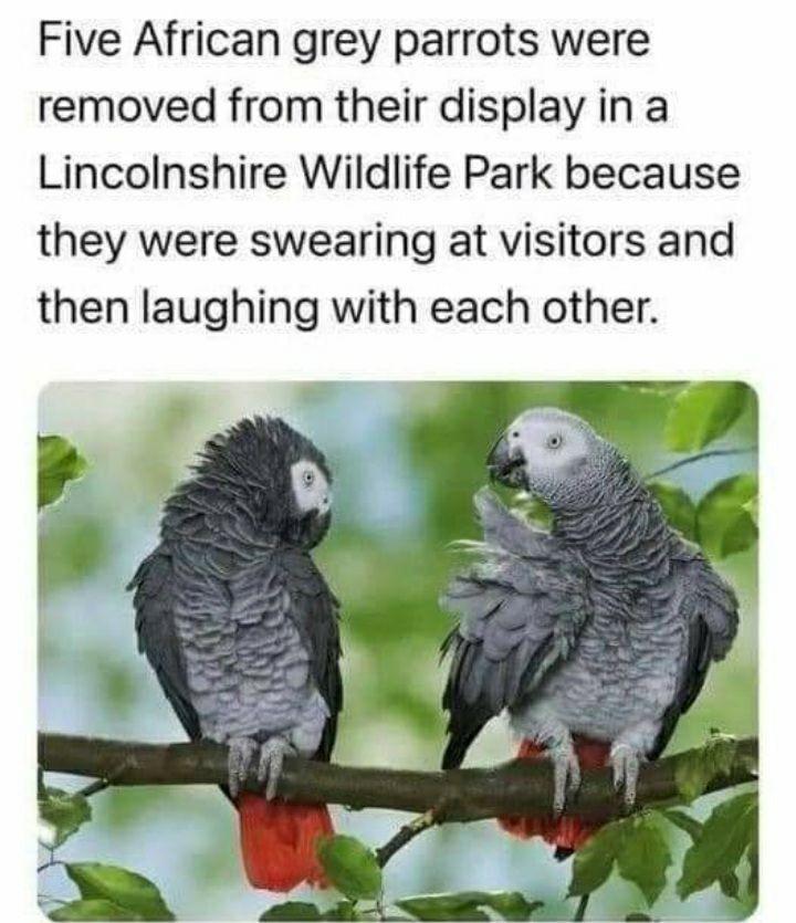 Five African grey parrots were removed from their display in a Lincolnshire Wildlife Park because they were swearing at visitors and then laughing with each other