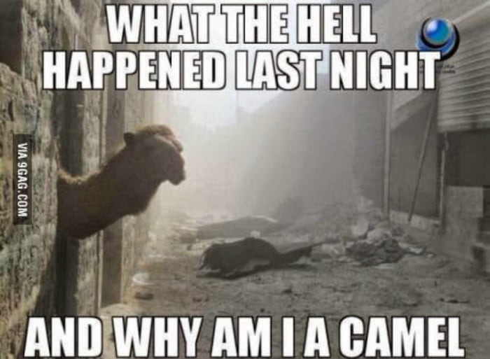WHAT THE HELL HAPPENED LAST NIGHT AND WHY AM I A CAMEL