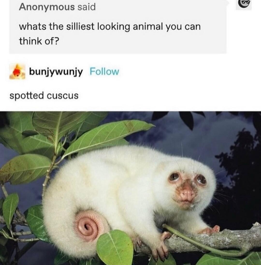 Anonymous said whats the silliest looking animal you can think of bunjywunjy f spotted cuscus