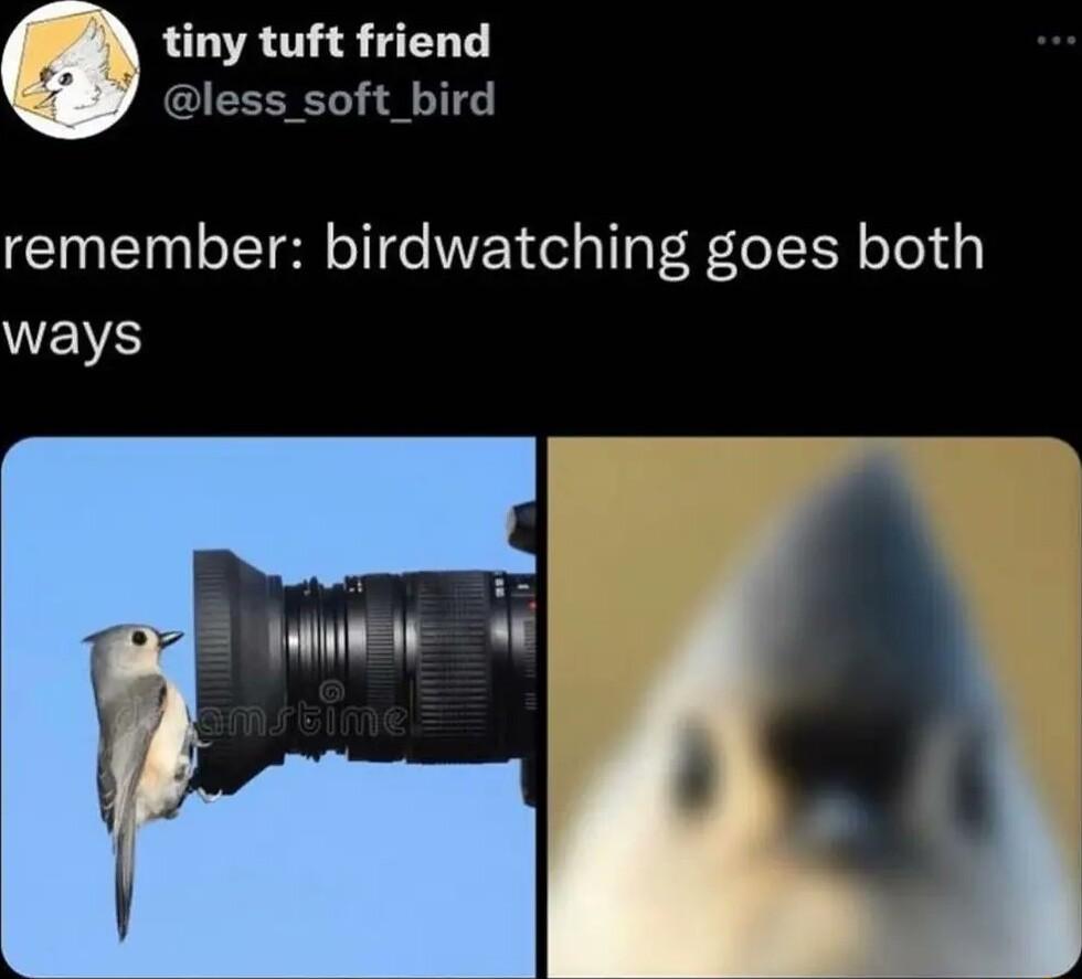 tiny tuft friend less_soft_bird remember birdwatching goes both WS LLLLRL