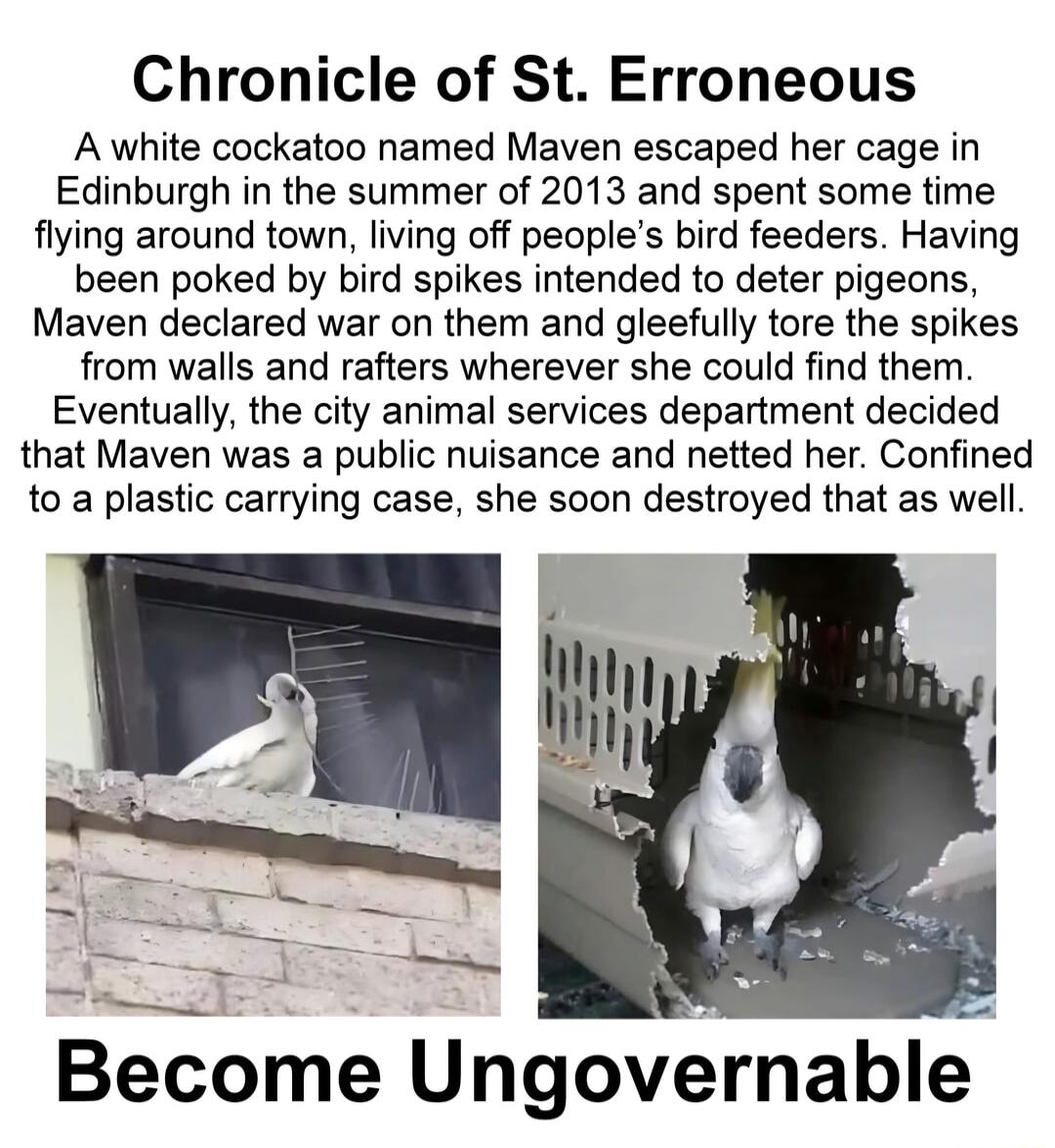 Chronicle of St Erroneous A white cockatoo named Maven escaped her cage in Edinburgh in the summer of 2013 and spent some time flying around town living off peoples bird feeders Having been poked by bird spikes intended to deter pigeons Maven declared war on them and gleefully tore the spikes from walls and rafters wherever she could find them Eventually the city animal services department decided