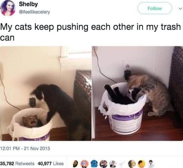 3 Shelb My cats keep pushing each other in my trash can Pr M 21 Nov 2015 w782 Fewees 0T DO BBL O