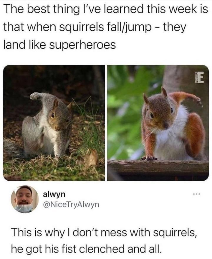 The best thing Ive learned this week is that when squirrels falljump they land like superheroes A J alwyn Y oNiceTryAlwyn This is why dont mess with squirrels he got his fist clenched and all