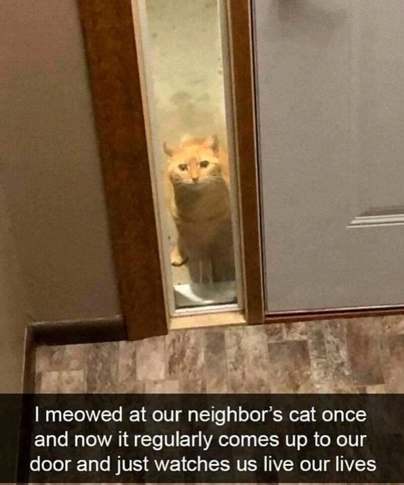 meowed at our neighbors cat once and now it regularly comes up to our door and just watches us live our lives