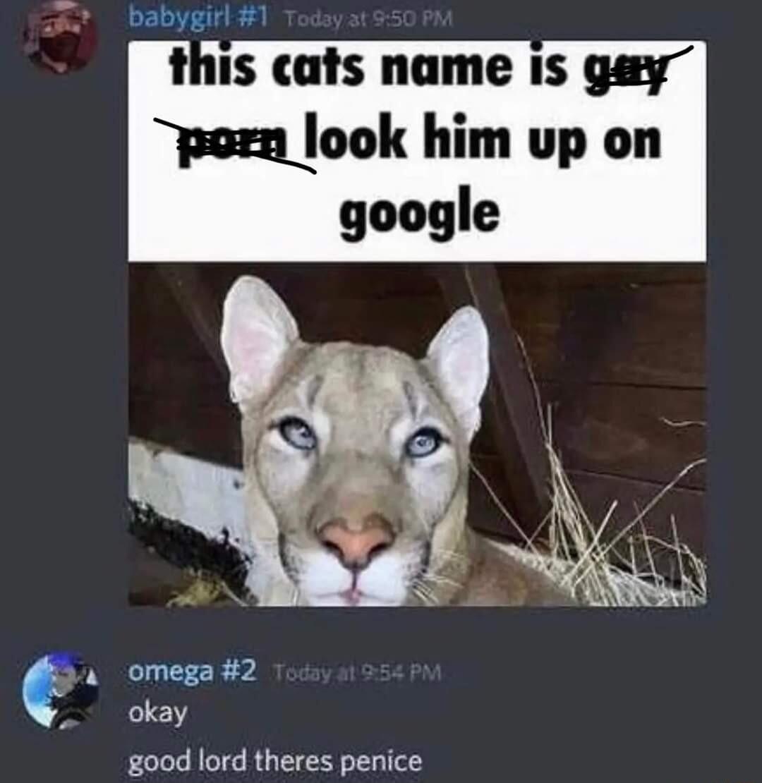 babygirl this cats name iIs gay l omega 2 okay good lord theres penice