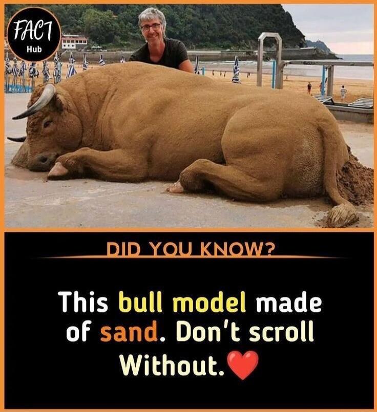 FACT Hub. DID YOU KNOW? This bull model made of sand. Don't scroll Without. ❤️