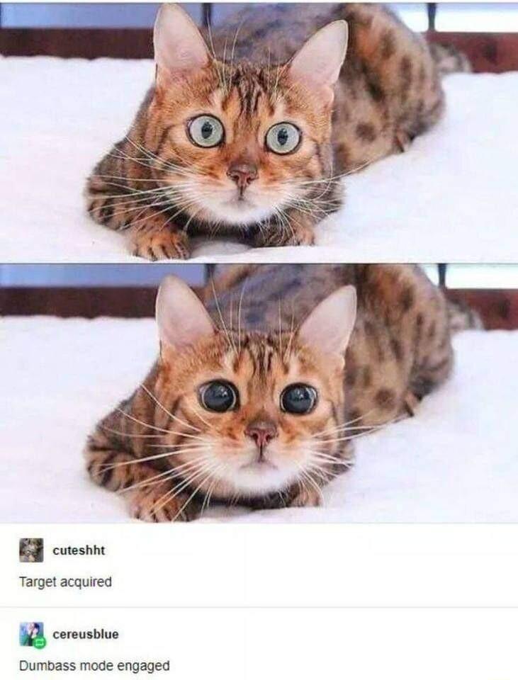 ERe B cuesin Target acquired W corousbive Dumbass mode engaged