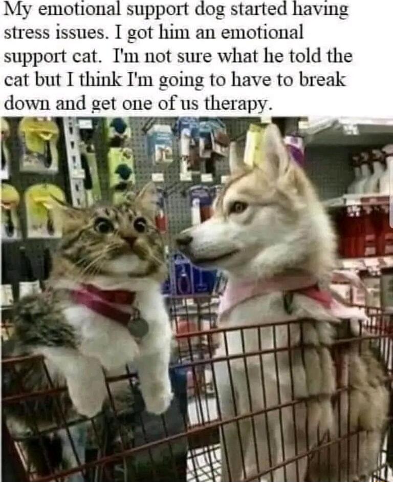 My emotional support dog starte stress issues I got him an emotional support cat Im not sure what he told the cat but I think Im going to have to break down and get one of us therapy