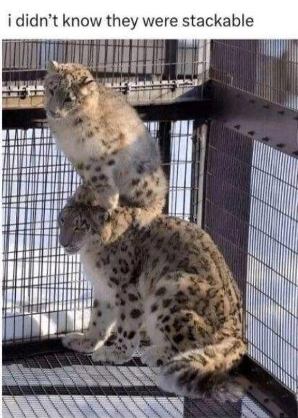 i didn't know they were stackable. Two snow leopards are stacked on top of each other in an enclosure.