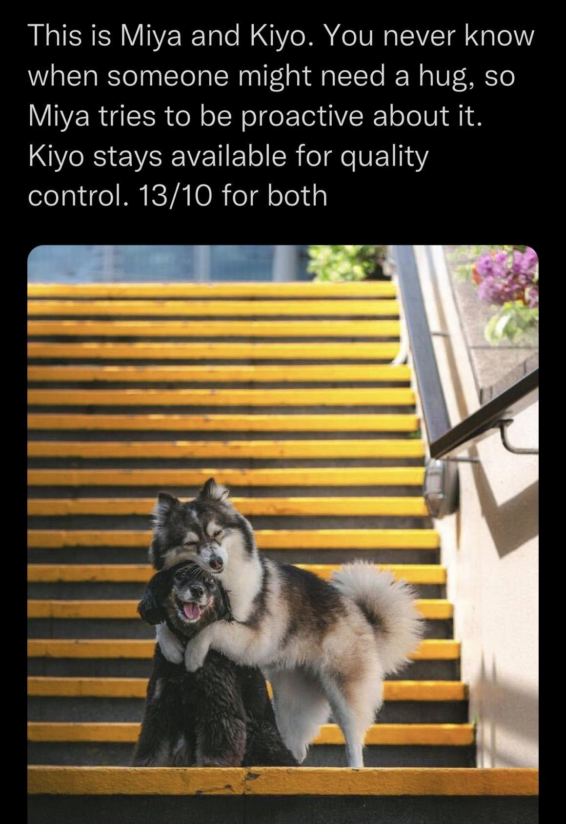 WeRateDogs dog_rates ALICRERVIYERC T WG M eIV TEIVET G Tell when someone might need a hug so Miya tries to be proactive about it Kiyo stays available for quality elelg ie MY ICVATOR el g el ey ALT