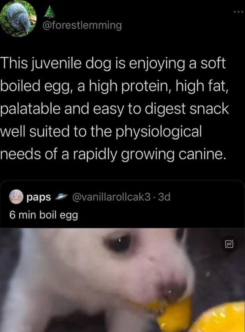 R 4 IES e This juvenile dog is enjoying a soft boiled egg a high protein high fat palatable and easy to digest snack WE BVl RIR IR o alYR lolloTelorI needs of a rapidly growing canine paps vanillarollcak3 3d 6 min boil egg