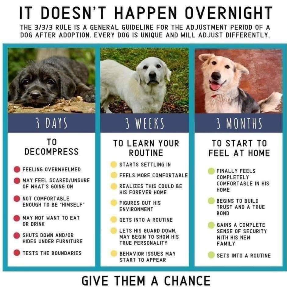 IT DOESNT HAPPEN OVERNIGHT THE 333 RULE IS A GENERAL GUIDELINE FOR THE ADJUSTMENT PERIOD OF A DOG AFTER ADOPTION EVERY DOG IS UNIQUE AND WILL ADJUST DIFFERENTLY T0 DECOMPRESS FEELING OVERWHELMED MAY FEEL SCAREDUNSURE OF WHATS GOING ON NOT COMFORTABLE ENOUGH TO BE HIMSELF MAY NOT WANT TO EAT OR DRINK SHUTS DOWN ANDOR HIDES UNDER FURNITURE TESTS THE BOUNDARIES TO LEARN YOUR ROUTINE STARTS SETTLING I