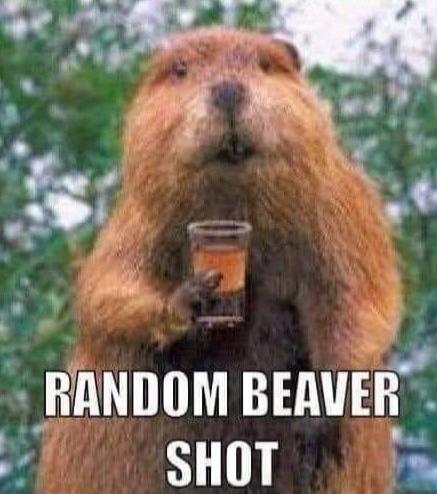 RANDOM BEAVER SHOT