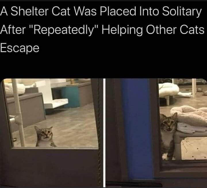 A Shelter Cat Was Placed Into Solitary After Repeatedly Helping Other Cats Escape