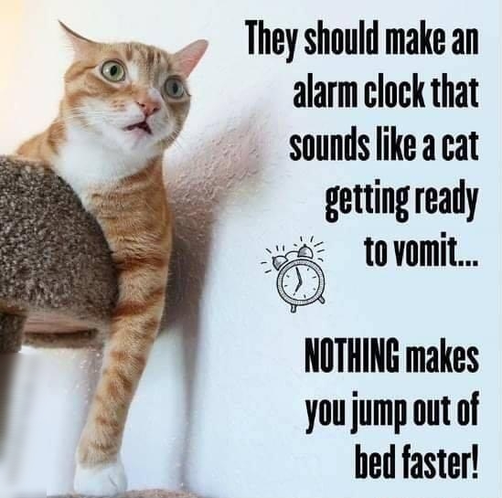 ey They should make an e XQ alarm clock that sounds like a cat getting ready e tovomit 1 NOTHING makes you jump out of bed faster